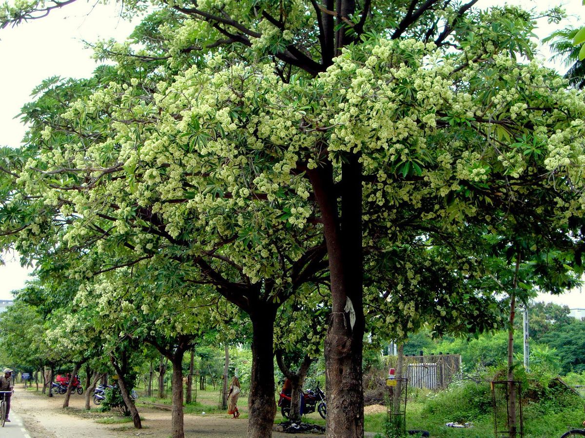 Kinh nghiệm du lịch Hà Nội mùa thu đẹp đến nao lòng 8